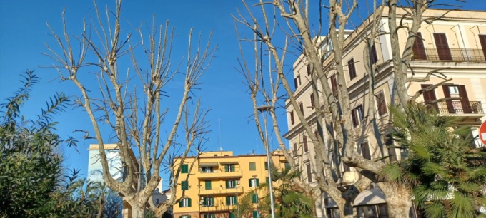 Il piano delle potature degli alberi