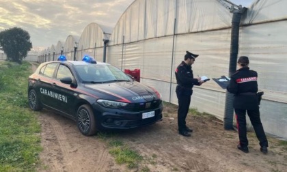 Bracciante indiano muore mentre lavora in un'azienda agricola