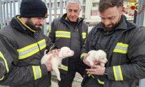 I Vigili del Fuoco trovano due cuccioli fuori la caserma. Cercano casa