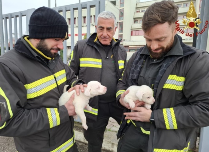 I Vigili del Fuoco trovano due cuccioli fuori la caserma. Cercano casa