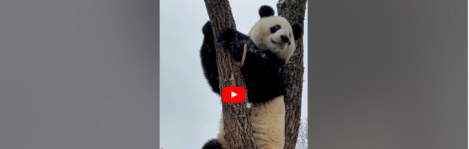 Cina: panda gigante mostra abilità nell’arrampicarsi sugli alberi