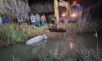 Mucca scivola nel canale, salvata