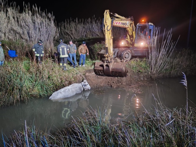 Mucca scivola nel canale, salvata
