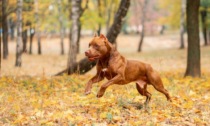 Azzannato in casa dai suoi pitbull, gravissimo un giovane