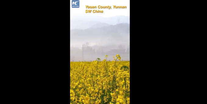 Cina: ammiriamo mare dorato di fiori di colza nello Yunnan