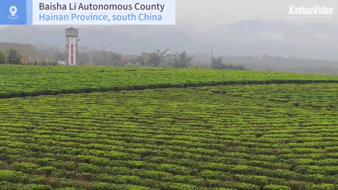 Cina: scopriamo hotspot nascosto del tè a Hainan