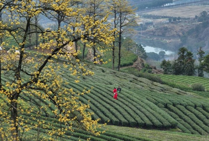 Cina: Zhejiang, raccolta del tè primaverile a Xiayanbei (1)