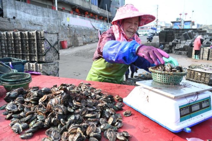 Cina: Fujian, allevamento di abaloni nella contea di Lianjiang (3)