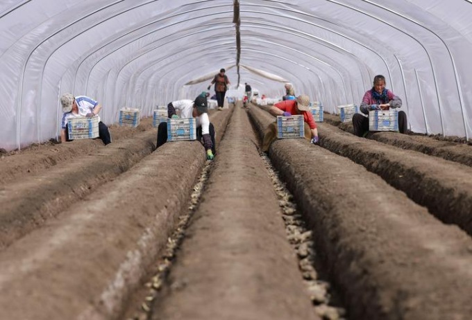 Cina: Hebei, agricoltura primaverile a Tangshan (1)