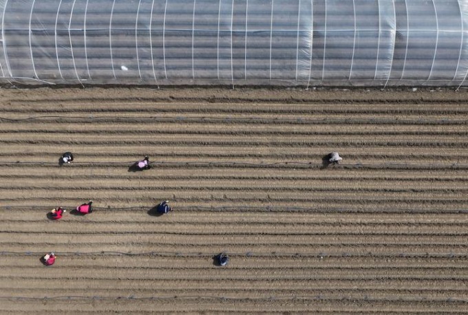 Cina: Hebei, agricoltura primaverile a Tangshan (2)