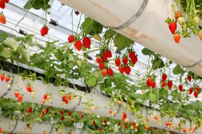 Cina-Italia: come una piccola fragola può connettere il mondo (2)