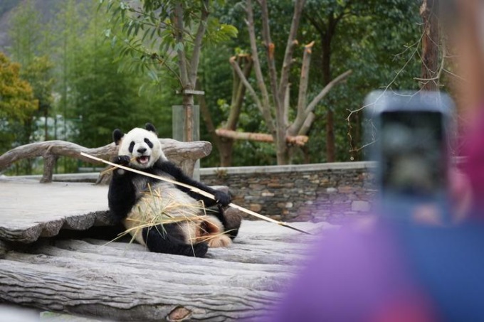 Cina: panda giganti si godono la primavera nel Sichuan (1)