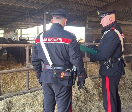 Controlli nell’allevamento di bufale, denunciata la titolare