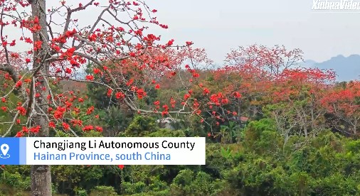 Cina: risveglio della primavera nella “terra dei kapok”