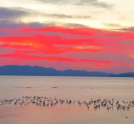 Cina: Guizhou, splendido panorama di uccelli migratori in volo all’alba