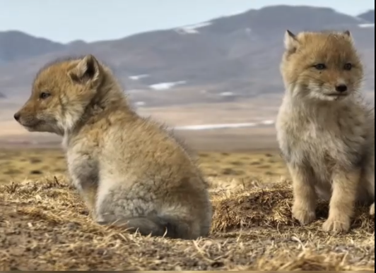 Cina: Qinghai, fotografo immortala momenti di svago tra volpi tibetane