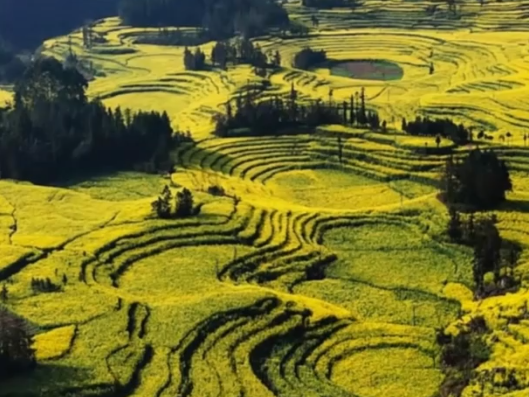 Cina: Yunnan, ammiriamo paesaggio mozzafiato di campi di colza