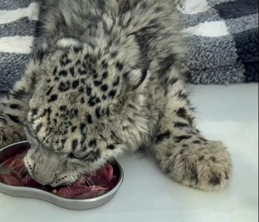 Cina: Qinghai, salvato cucciolo di leopardo delle nevi gravemente ferito
