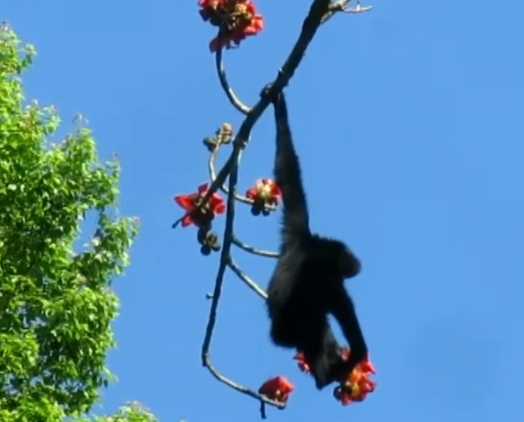 Cina: gibboni di Hainan a rischio di estinzione banchettano con fiori
