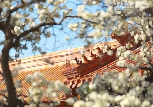 Cina: ammiriamo la primavera nella Città Proibita