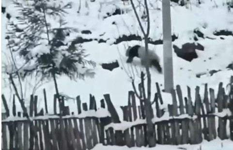 Cina: panda gigante torna in sicurezza nel suo habitat dopo aver visitato un villaggio