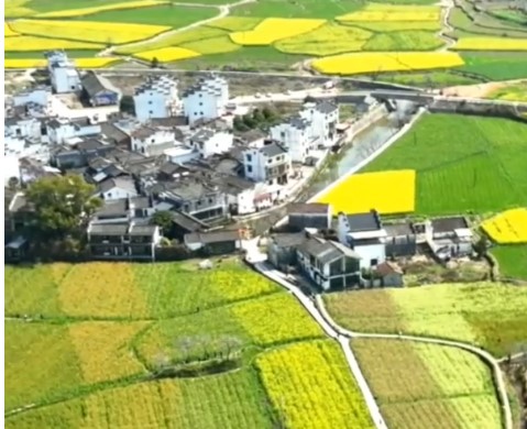 Cina: campi di fiori di colza nel Jiangxi