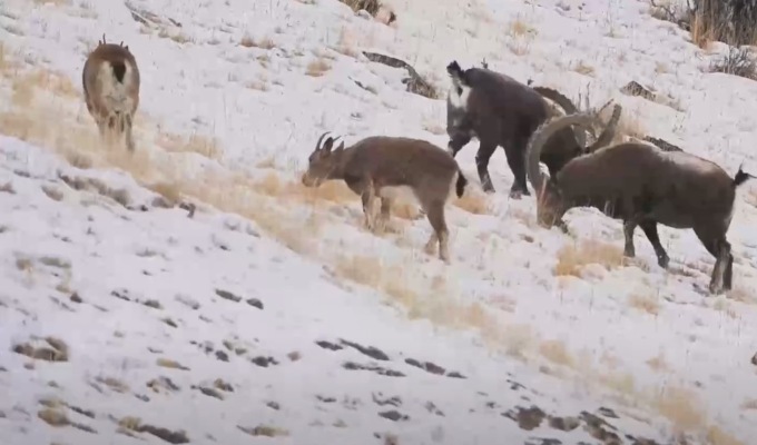 Cina: branco di stambecchi si gode una corsa primaverile sui monti dello Xinj