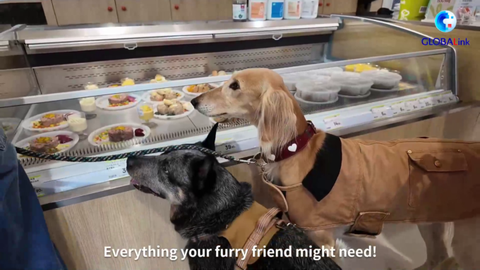 Cina: a Shanghai apre nuovo negozio di cibo fresco per animali domestici