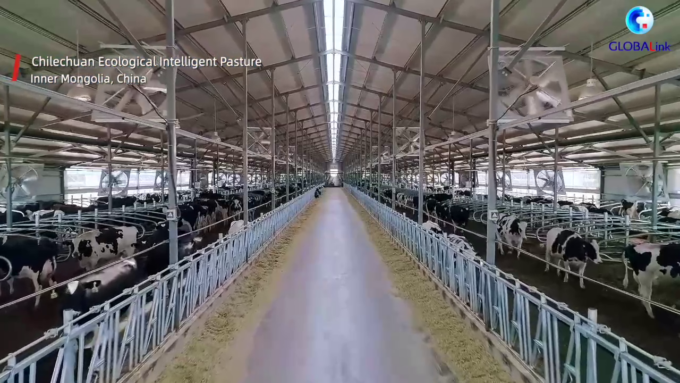 Cina: allevamento lattiero-caseario intelligente nella Mongolia Interna