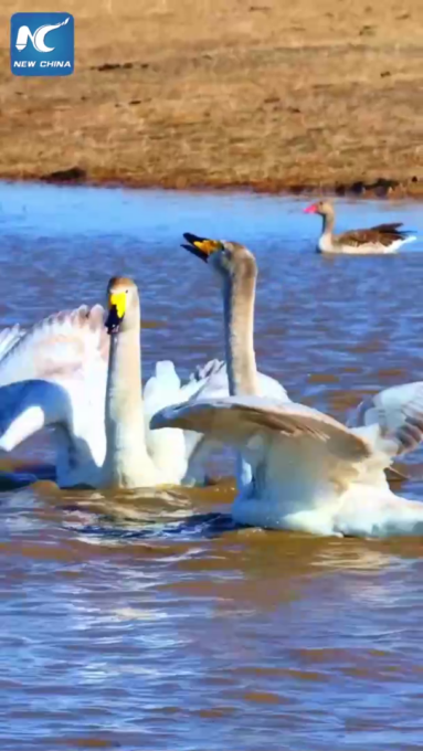 Cina: uccelli migratori tornano ad Altay