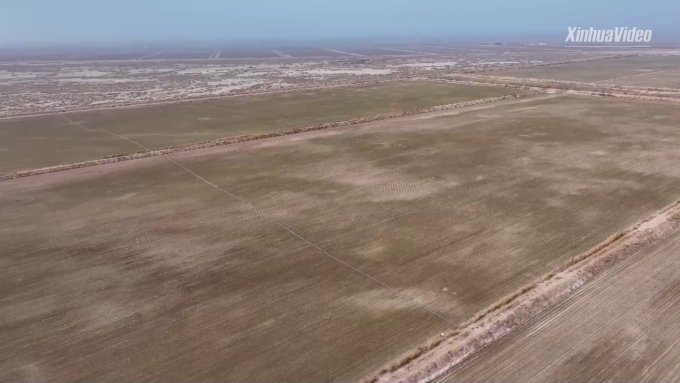 Cina: Xinjiang, moderne tecniche agricole aumentano crescita di grano invernale