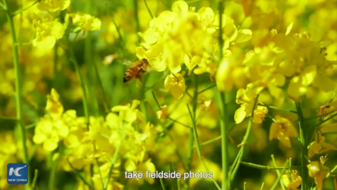 Cina: Jiangxi, fiori di colza dorati alimentano turismo a Wuyuan