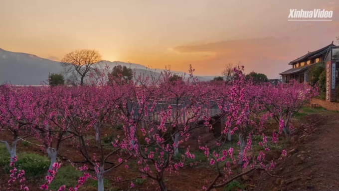 Cina: Dali, turismo per fioritura primaverile stimola rivitalizzazione rurale
