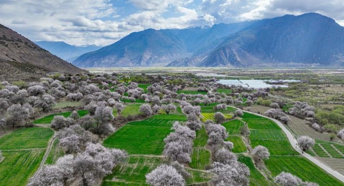 Cina: peschi in fiore a Nyingchi nello Xizang