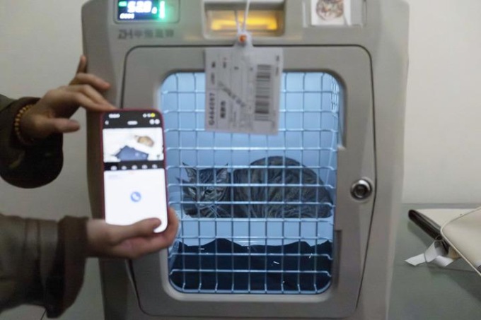 Cina: animali domestici in viaggio sulla rete ferroviaria ad alta velocità