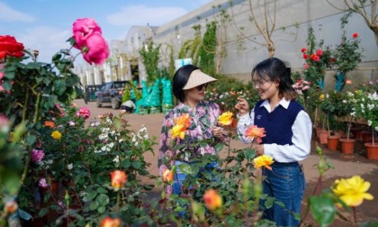 Vietnam: profumo di fiori dello Yunnan si diffonde nel Paese (2)