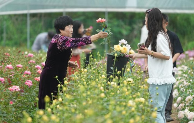 Cina: Zhejiang, industria di Rosa Chinensis prospera a Longyou (2)