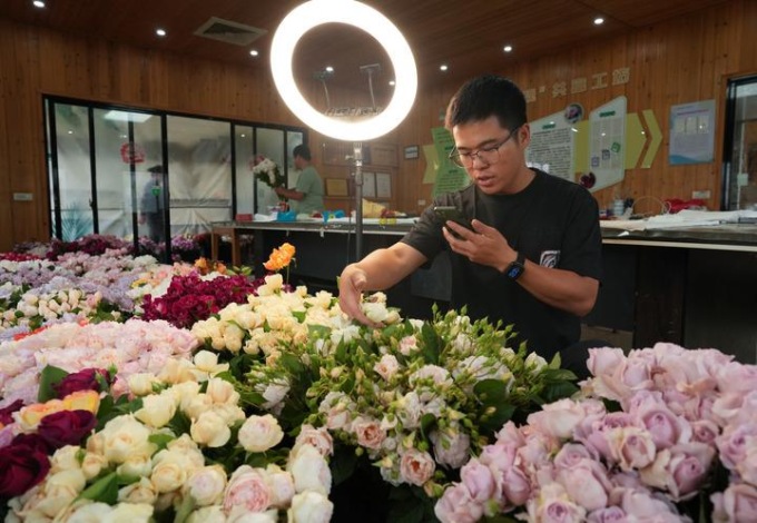 Cina: Zhejiang, industria di Rosa Chinensis prospera a Longyou (3)