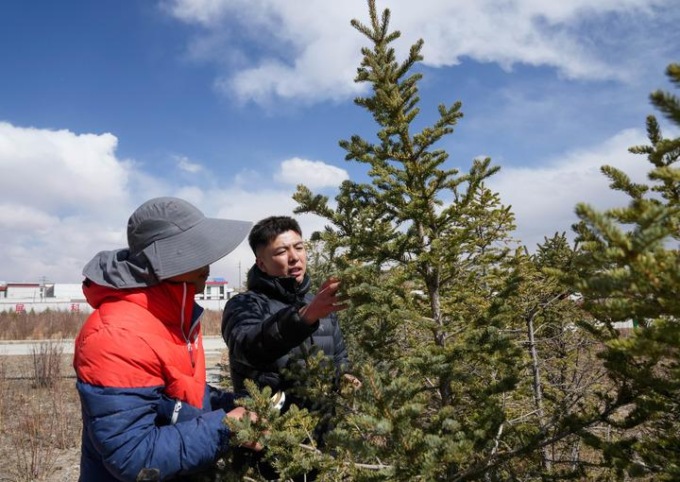 Cina: piantumazione di alberi a Nagqu, nello Xizang