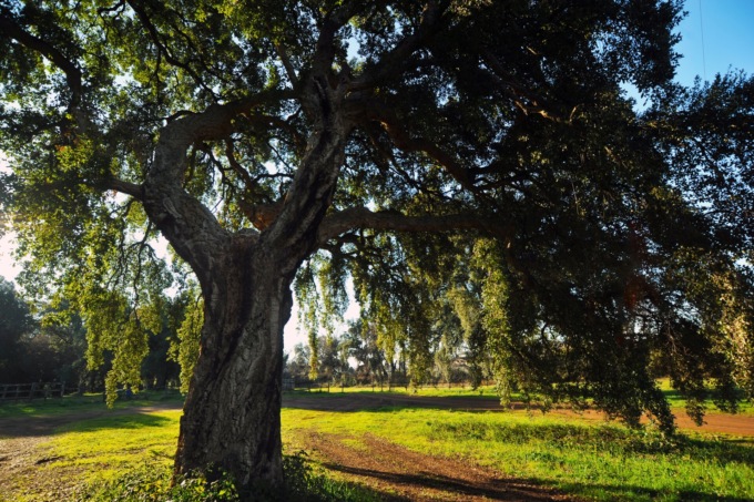 Bosco Il Filetto, il Comune dice “no” alla gestione all’Ente Parco dei Castelli Romani