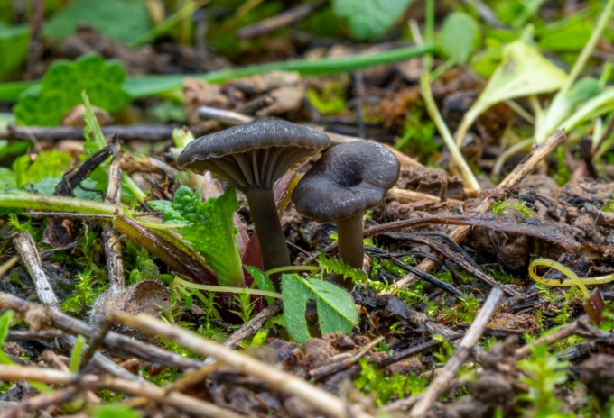 Scoperto un nuovo fungo in via Monte Ducale