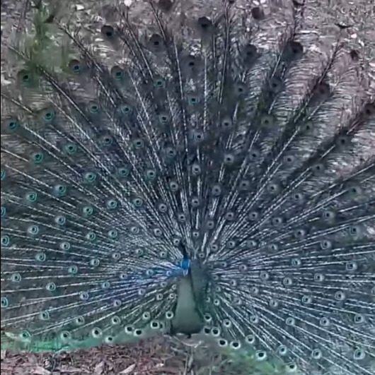 Cina: Yunnan, filmati rari pavoni verdi durante corteggiamento