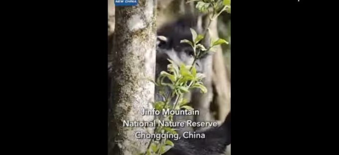 Cina: incontriamo adorabili presbiti di Francois a Chongqing