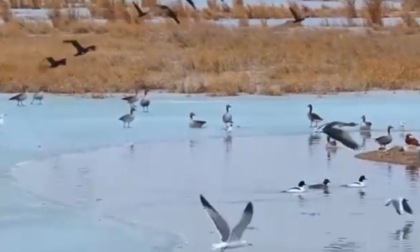 Cina: Xinjiang, primavera riporta uccelli migratori a lago Ulungur