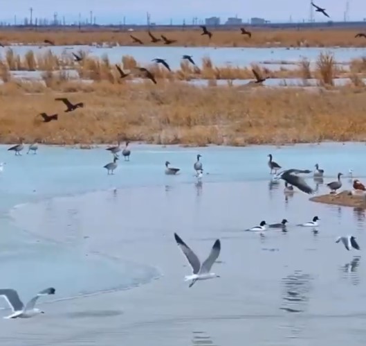 Cina: Xinjiang, primavera riporta uccelli migratori a lago Ulungur