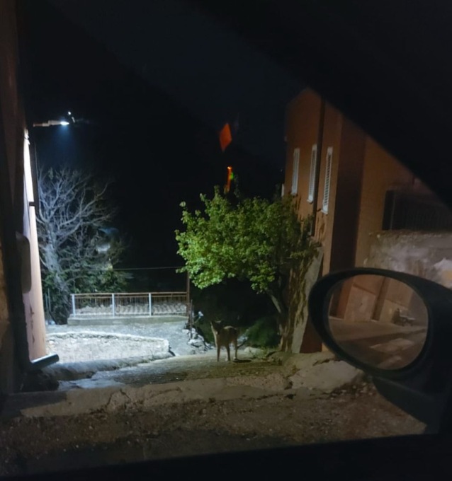 Allarme lupi in centro, parla la sindaca Petroni