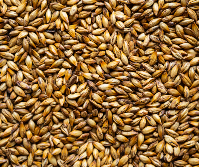 Cina: coltiva prima generazione di “orzo spaziale di alta quota”