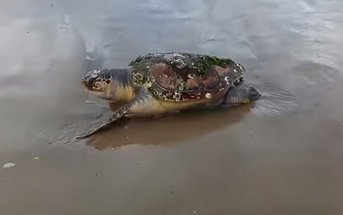 Notte magica sulle spiagge, sono nate le tartarughine Caretta Caretta
