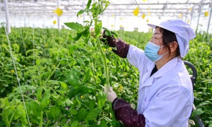Cina: agricoltura intelligente in serra nello Xinjiang