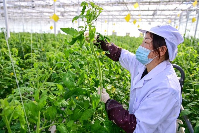 Cina: agricoltura intelligente in serra nello Xinjiang